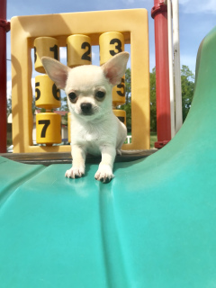 Photo №1. chihuahua - for sale in the city of Minsk | 190$ | Announcement № 2317