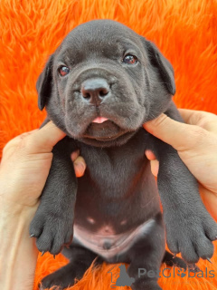 Photo №1. cane corso - for sale in the city of Aalborg | 1$ | Announcement № 173397