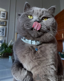 Photo №3. Peaceful, loving, and endlessly elegant Misty is the calm in your busy world.. Germany