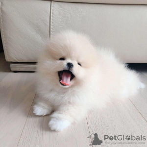Photo №2 to announcement № 11059 for the sale of pomeranian - buy in Kuwait 