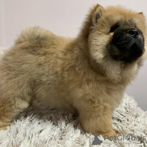 Photo №2 to announcement № 43294 for the sale of chow chow - buy in United States private announcement