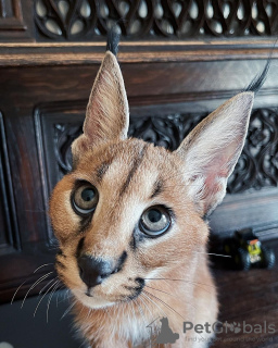 Photo №3. Newborn caracal kitten for sale. Germany