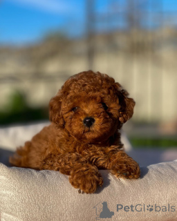 Photo №3. Mini Marvels! Meet Our Precious Toy Poodle Puppies!. Germany