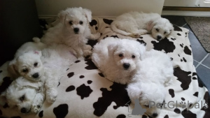 Photo №3. Bichon Firse. Denmark