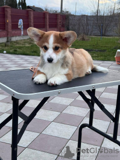 Additional photos: pembroke welsh corgi puppy