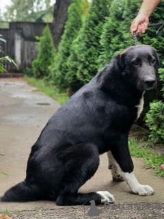 Additional photos: SAO (Central Asian Shepherd Dog)