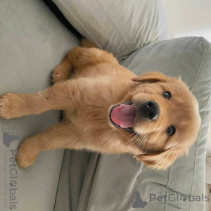 Photo №1. labrador retriever - for sale in the city of Munich | negotiated | Announcement № 156079