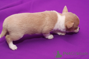 Photo №4. I will sell chihuahua in the city of Lille. private announcement - price - negotiated