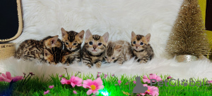 Photo №3. Bengal cat - Bengal kittens. Russian Federation