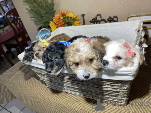 Photo №1. maltipu - for sale in the city of Friedberg (Hessen) | 847$ | Announcement № 150138