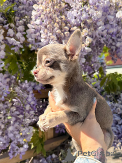 Photo №2 to announcement № 171203 for the sale of chihuahua - buy in Czech Republic breeder