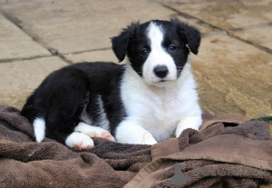 Photo №3. Border Collie Puppies. Denmark