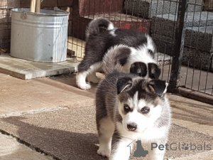 Photo №1. siberian husky - for sale in the city of Amsterdam | Is free | Announcement № 159201