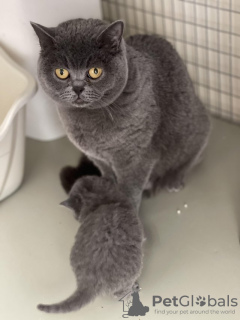Photo №2 to announcement № 55303 for the sale of british shorthair - buy in Germany from nursery, from the shelter