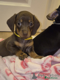 Photo №3. Adorable Dachshund's Ready Now !!. Austria