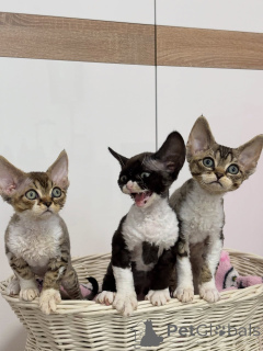 Photo №1. devon rex - for sale in the city of Ash | negotiated | Announcement № 167239