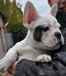 Photo №1. french bulldog - for sale in the city of Krivoy Rog | 147$ | Announcement № 14169