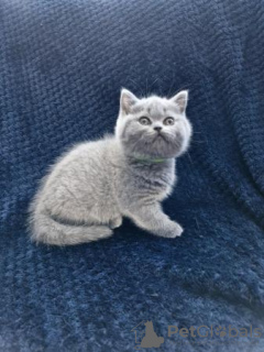 Additional photos: Pedigree British Shorthair Kittens