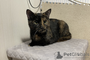 Additional photos: Wonderful young cat Cinnamon is looking for a home and a loving family!