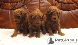 Photo №2 to announcement № 96467 for the sale of poodle (toy) - buy in Serbia breeder