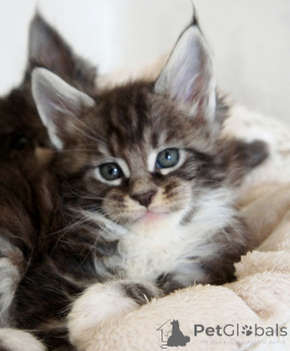 Photo №3. MYYTÄVÄNÄ MAINE COON -KISSUNPENNUJA. Finland