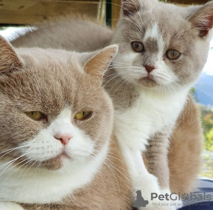 Additional photos: British shorthair