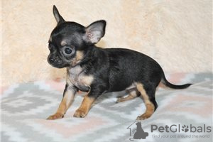 Photo №4. I will sell non-pedigree dogs in the city of Bamberg. private announcement - price - Is free