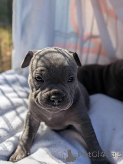 Photo №2 to announcement № 170571 for the sale of english bulldog - buy in Puerto Rico breeder