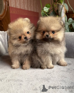 Photo №3. Cute little teacup Pomeranian puppies. United States