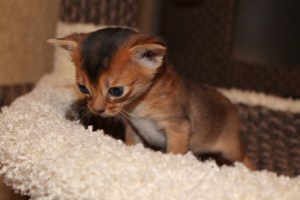 Photo №2 to announcement № 2038 for the sale of abyssinian cat - buy in Russian Federation from nursery