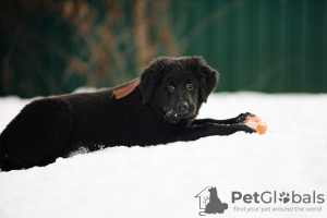 Photo №1. buryat-mongolian wolfhound - for sale in the city of Наро-Фоминск | 781$ | Announcement № 37070