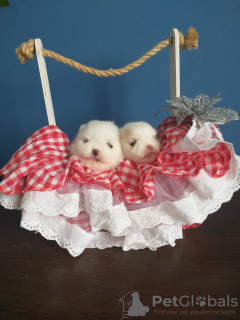 Photo №4. I will sell pomeranian in the city of Minsk. from nursery, breeder - price - 1248$