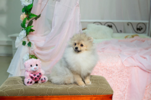 Photo №1. pomeranian - for sale in the city of Москва | negotiated | Announcement № 1502