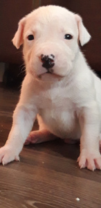 Photo №4. I will sell dogo argentino in the city of Москва. from nursery - price - 665$