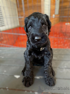 Photo №1. giant schnauzer - for sale in the city of Blankenberge | 500$ | Announcement № 172781
