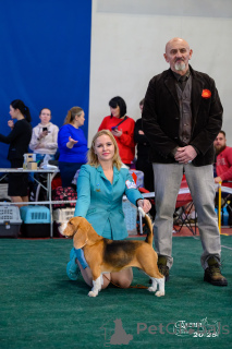 Photo №3. Puppies of a purebred bipha. Russian Federation
