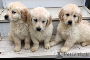 Photo №1. golden retriever - for sale in the city of Eindhoven | 423$ | Announcement № 45918
