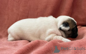 Photo №2 to announcement № 158838 for the sale of french bulldog - buy in Luxembourg breeder