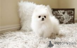 Photo №1. pomeranian - for sale in the city of Orivesi | negotiated | Announcement № 55300