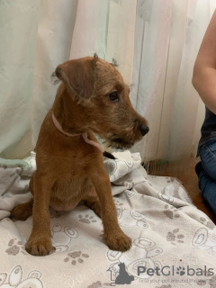 Photo №2 to announcement № 25132 for the sale of irish terrier - buy in Russian Federation breeder