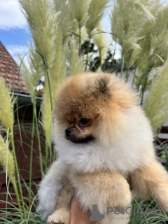 Photo №4. I will sell pomeranian in the city of Loznica.  - price - negotiated