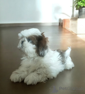 Photo №4. I will sell shih tzu in the city of Wałbrzych. private announcement - price - negotiated
