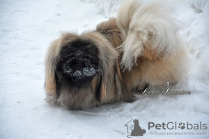 Photo №1. pekingese - for sale in the city of Москва | negotiated | Announcement № 9321