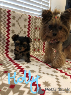 Photo №2 to announcement № 15737 for the sale of yorkshire terrier - buy in United States 