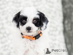 Photo №2 to announcement № 155610 for the sale of labradoodle - buy in Italy private announcement