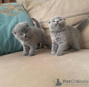 Photo №1. scottish fold - for sale in the city of Karlsruhe | negotiated | Announcement № 96599