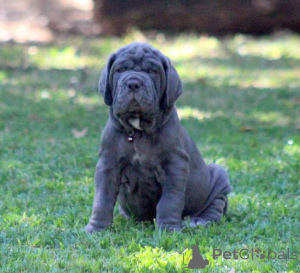 Photo №1. neapolitan mastiff - for sale in the city of Baierbrunn | negotiated | Announcement № 167574