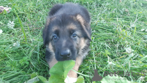 Additional photos: german shepherd puppies