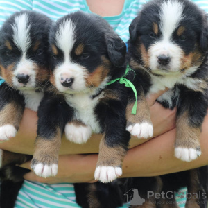 Additional photos: Bernese Mountain Dog puppies