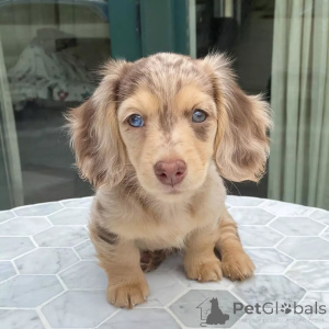 Photo №3. Small body, big spirit! Meet Milo the fearless little explorer wholl fill your. China